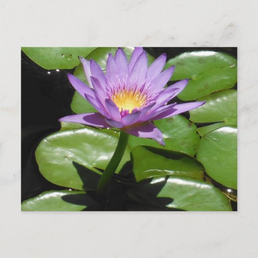Carte Postale Fleur Hawaii Lotus (Devant)