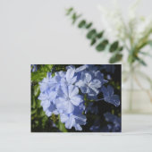 Carte Postale Fleur Hawaiian Blue Plumbago (Debout devant)