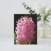 Carte Postale Fleur Hyacinthe rose (Debout devant)