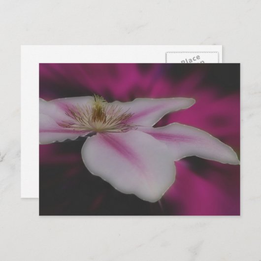 Carte Postale Fleur intense de Clematis blanc (Devant / Derrière)