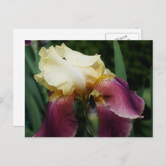 Carte Postale Fleur Iris Jaune (Devant / Derrière)