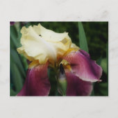Carte Postale Fleur Iris Jaune (Devant)