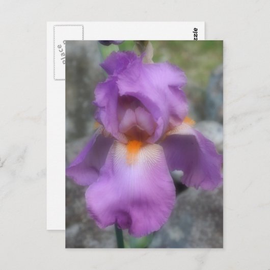 Carte Postale Fleur Iris Lavande Douce (Devant / Derrière)