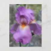 Carte Postale Fleur Iris Lavande Douce (Devant)