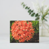 Carte Postale Fleur Ixora orange (Debout devant)