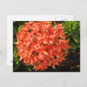 Carte Postale Fleur Ixora orange (Devant / Derrière)