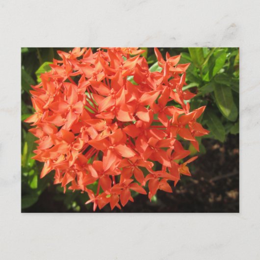 Carte Postale Fleur Ixora orange (Devant)