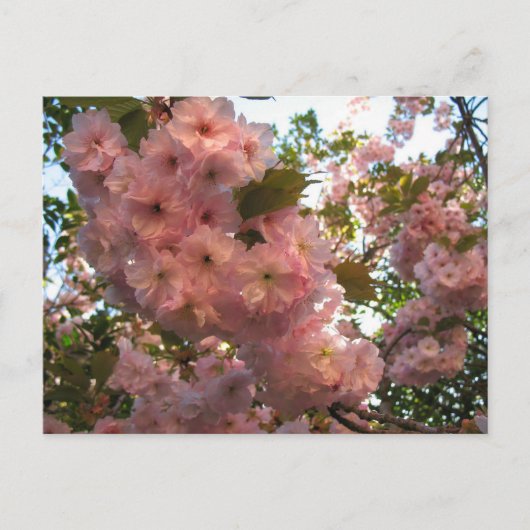 Carte Postale Fleur japonaise 2Cherry (Devant)