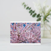 Carte Postale Fleur japonaise de cerisier (Debout devant)