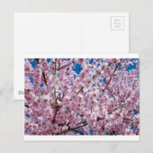 Carte Postale Fleur japonaise de cerisier (Devant / Derrière)