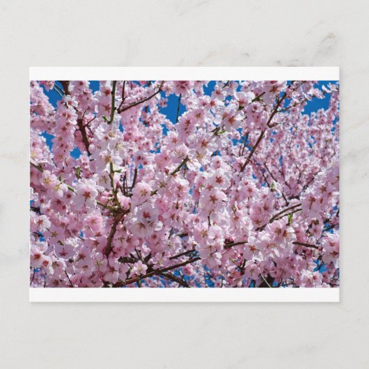 Carte Postale Fleur japonaise de cerisier (Devant)