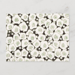 Carte Postale Fleur japonaise vintage 1902 : Fleur noire et blan