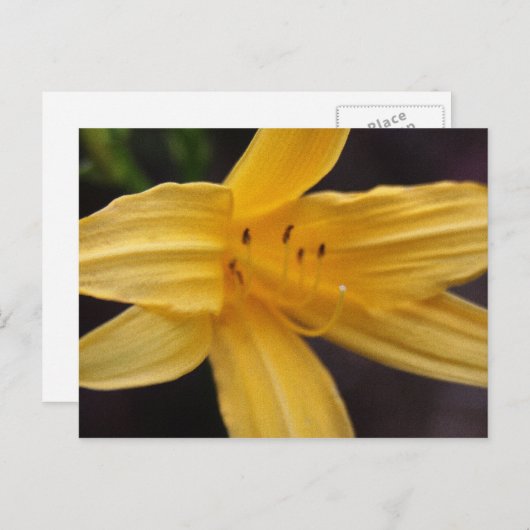 Carte Postale fleur jaune (Devant / Derrière)
