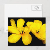 Carte postale Fleur Jaune (Devant / Derrière)