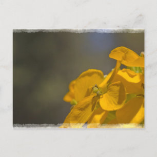 Carte postale Fleur Jaune