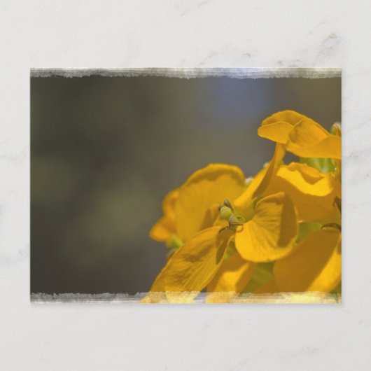 Carte postale Fleur Jaune (Devant)