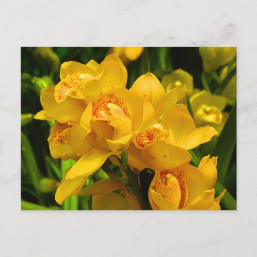 Carte Postale Fleur Jaune (Devant)