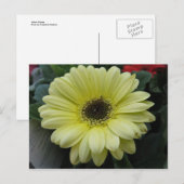 Carte Postale Fleur jaune (Devant / Derrière)