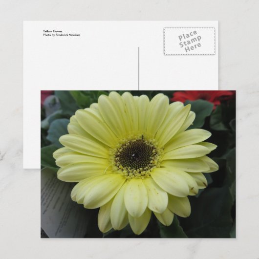 Carte Postale Fleur jaune (Devant / Derrière)