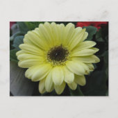 Carte Postale Fleur jaune (Devant)