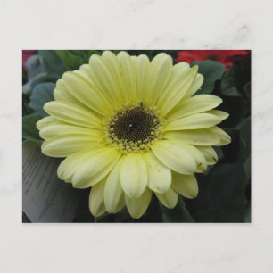 Carte Postale Fleur jaune