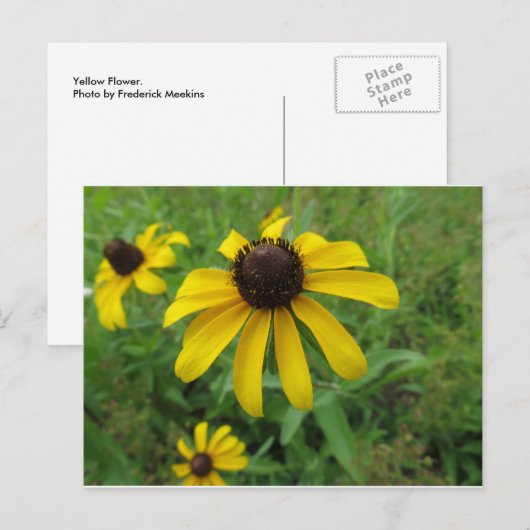 Carte Postale Fleur jaune (Devant / Derrière)