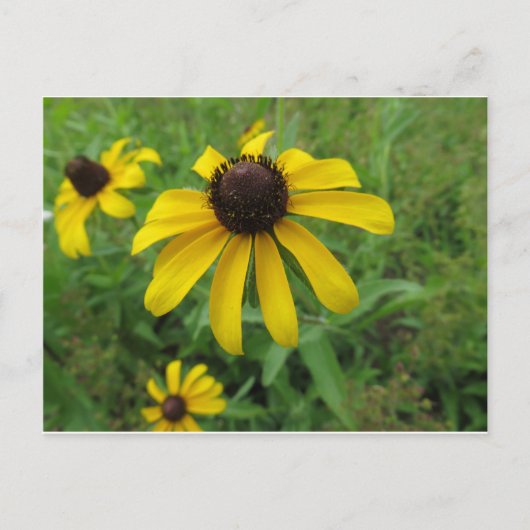 Carte Postale Fleur jaune (Devant)