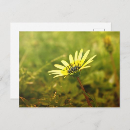 Carte Postale Fleur jaune (Devant / Derrière)