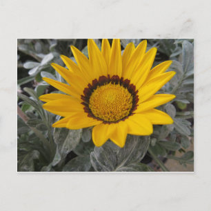 Carte Postale Fleur jaune