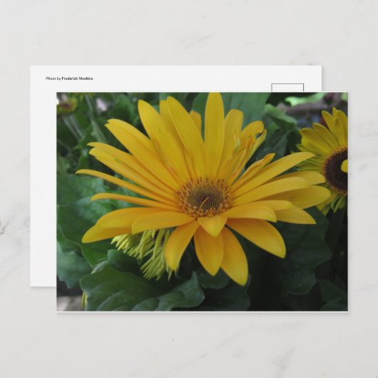 Carte Postale Fleur jaune (Devant / Derrière)