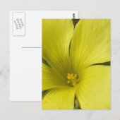 Carte postale Fleur Jaune (Devant / Derrière)