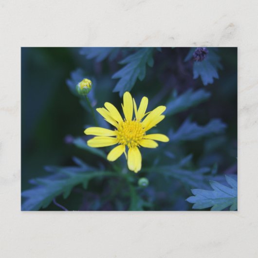 Carte Postale fleur jaune (Devant)