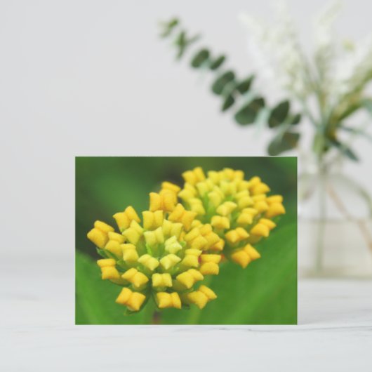 Carte postale Fleur Jaune (Debout devant)