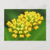 Carte postale Fleur Jaune (Devant)