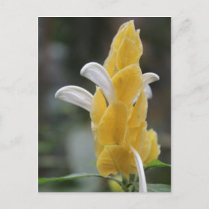 Carte Postale Fleur jaune # 2