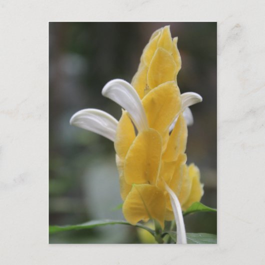 Carte Postale Fleur jaune # 2 (Devant)