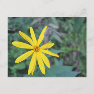Carte Postale Fleur Jaune #5