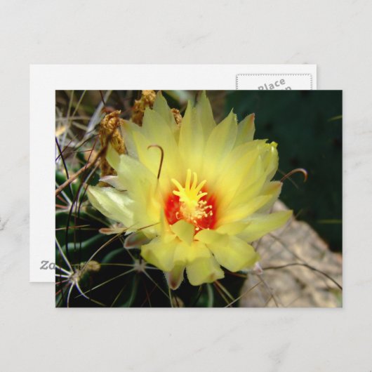 Carte Postale Fleur jaune de cactus d'hameçon (Devant / Derrière)