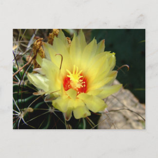 Carte Postale Fleur jaune de cactus d'hameçon