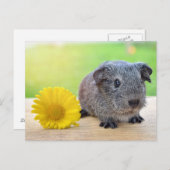 Carte Postale Fleur jaune de porc (Devant / Derrière)