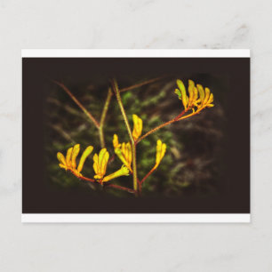 Carte Postale Fleur jaune Kangaroo Paw