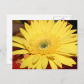 Carte Postale Fleur jaune Tournesol (Devant / Derrière)