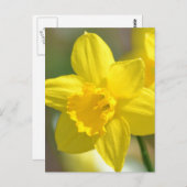 Carte Postale Fleur jonquille jaune (Devant / Derrière)
