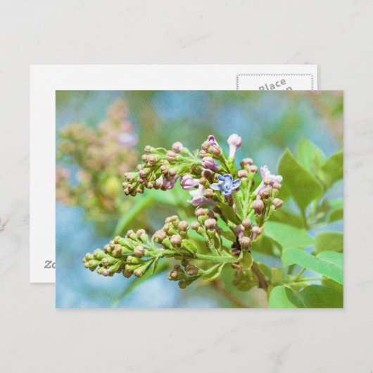 Carte Postale Fleur Lilac - Primus Inter Pares (Devant / Derrière)