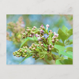 Carte Postale Fleur Lilac - Primus Inter Pares