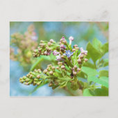 Carte Postale Fleur Lilac - Primus Inter Pares (Devant)