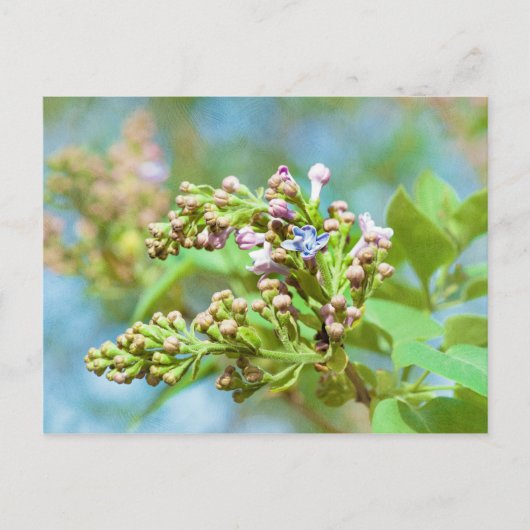 Carte Postale Fleur Lilac - Primus Inter Pares (Devant)