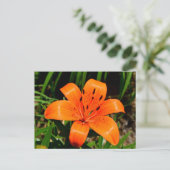 Carte Postale Fleur Lily asiatique orange vibre (Debout devant)
