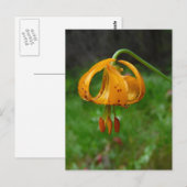 Carte Postale Fleur Lily de tigre orange sauvage (Devant / Derrière)