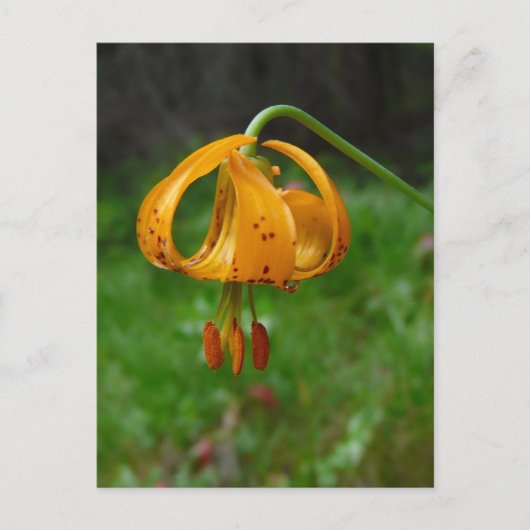 Carte Postale Fleur Lily de tigre orange sauvage (Devant)